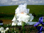 Nola's Iris Garden